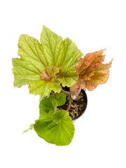 Begonia ‘Medusa’